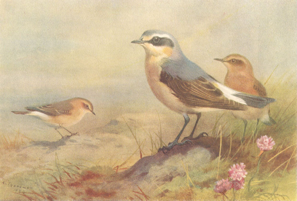 BRITISH BIRDS. Isabelline Wheatear; Wheatear. THORBURN 1925 old vintage print